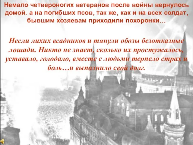 Немало четвероногих ветеранов после войны вернулось домой. а на погибших псов, так