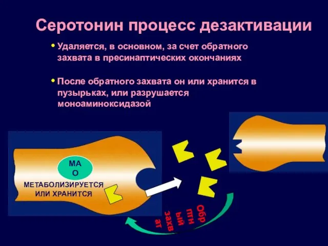 Серотонин процесс дезактивации Удаляется, в основном, за счет обратного захвата в пресинаптических