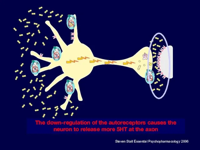 The down-regulation of the autoreceptors causes the neuron to release more 5HT