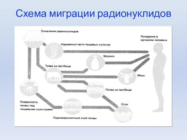 Схема миграции радионуклидов