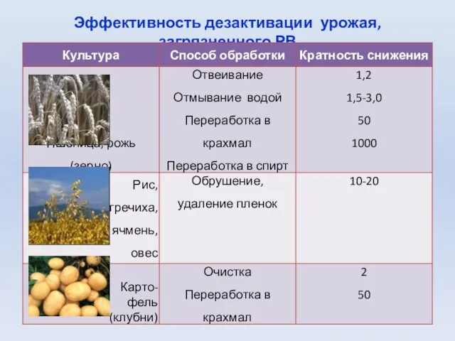 Эффективность дезактивации урожая, загрязненного РВ