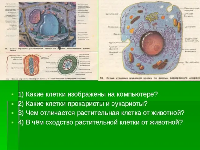 1) Какие клетки изображены на компьютере? 2) Какие клетки прокариоты и эукариоты?