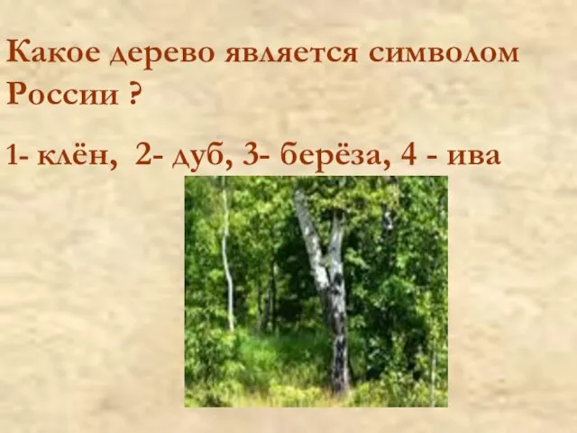 Какое дерево является символом России ? 1- клён, 2- дуб, 3- берёза, 4 - ива