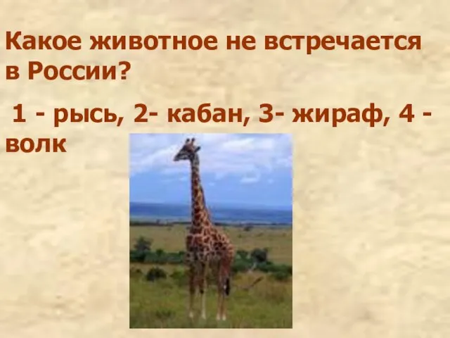 Какое животное не встречается в России? 1 - рысь, 2- кабан, 3- жираф, 4 - волк