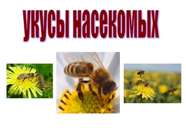 укусы насекомых