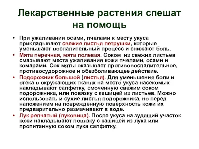 Лекарственные растения спешат на помощь При ужаливании осами, пчелами к месту укуса