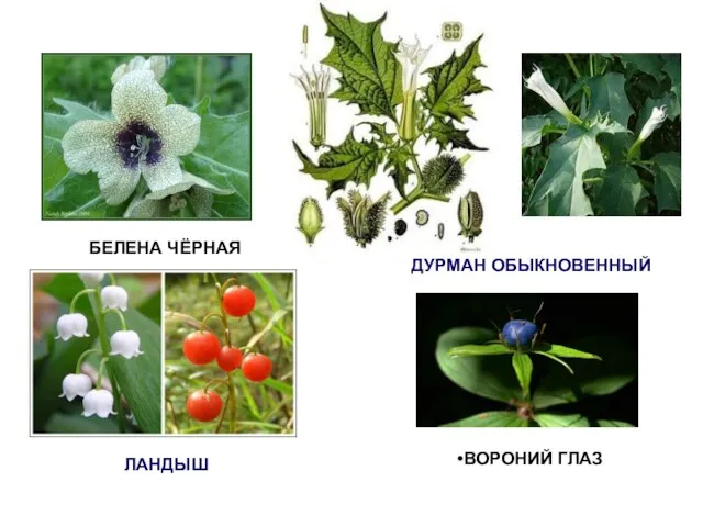 БЕЛЕНА ЧЁРНАЯ ДУРМАН ОБЫКНОВЕННЫЙ ЛАНДЫШ ВОРОНИЙ ГЛАЗ