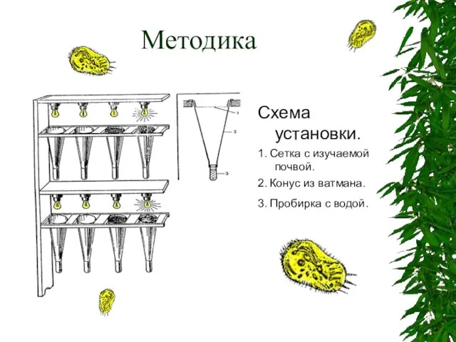 Методика Схема установки. 1. Сетка с изучаемой почвой. 2. Конус из ватмана. 3. Пробирка с водой.