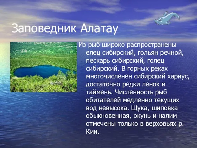 Заповедник Алатау Из рыб широко распространены елец сибирский, гольян речной, пескарь сибирский,