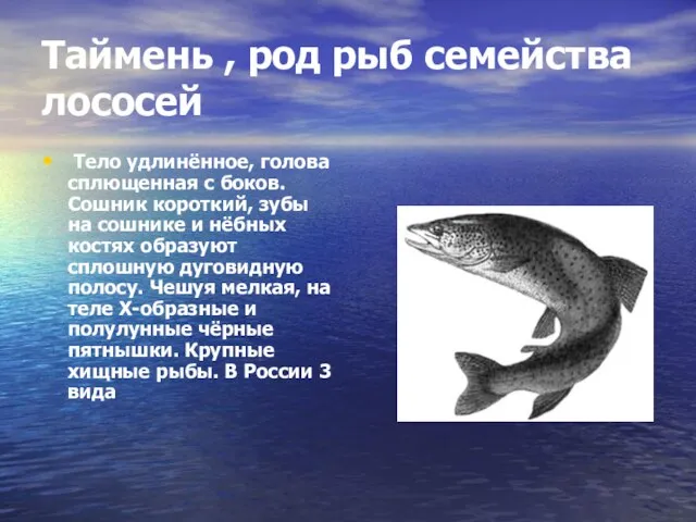 Таймень , род рыб семейства лососей Тело удлинённое, голова сплющенная с боков.