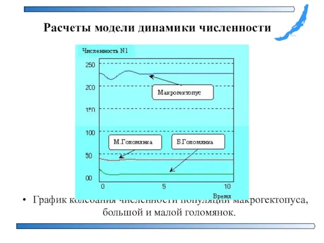 График колебания численности популяций макрогектопуса, большой и малой голомянок. Расчеты модели динамики численности