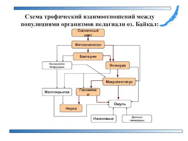 Схема трофический взаимоотношений между популяциями организмов пелагиали оз. Байкал: