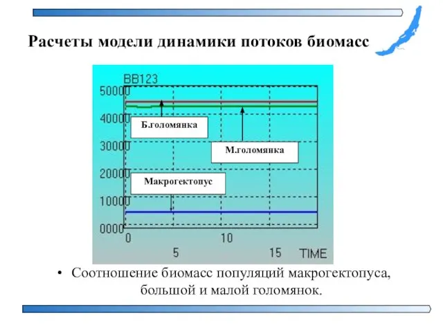 Соотношение биомасс популяций макрогектопуса, большой и малой голомянок. Расчеты модели динамики потоков биомасс