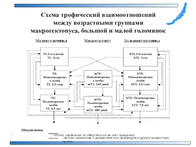 Схема трофический взаимоотношений между возрастными группами макрогектопуса, большой и малой голомянок Обозначения