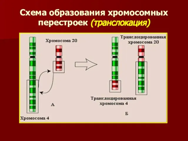 Схема образования хромосомных перестроек (транслокация)