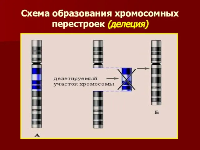 Схема образования хромосомных перестроек (делеция)