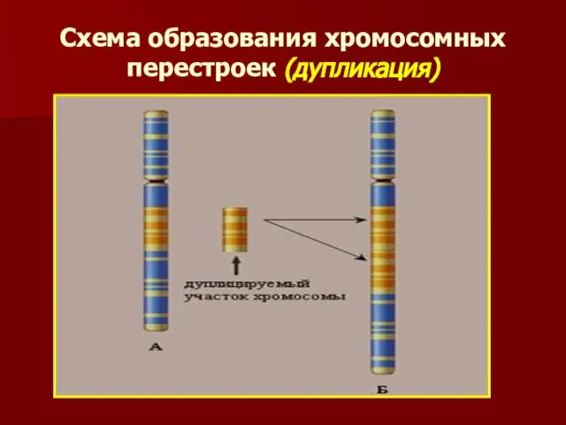 Схема образования хромосомных перестроек (дупликация)