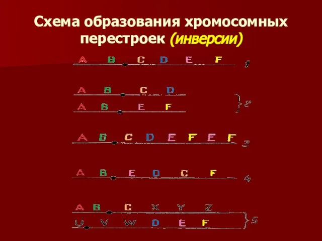 Схема образования хромосомных перестроек (инверсии)