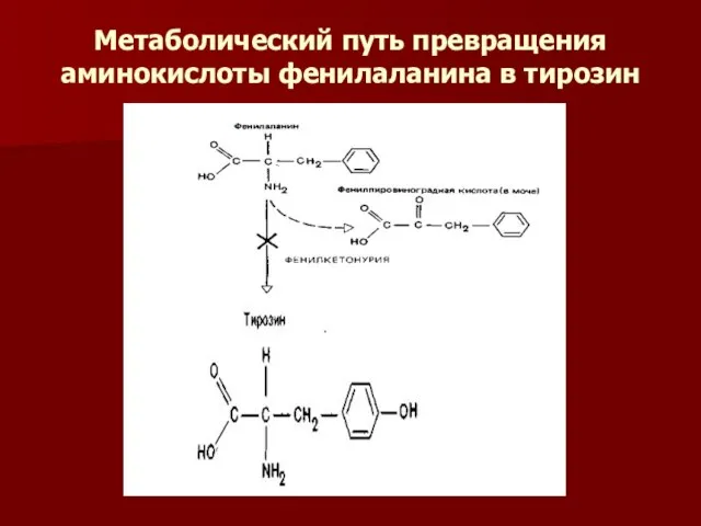 Метаболический путь превращения аминокислоты фенилаланина в тирозин
