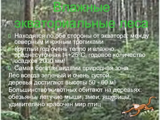 Влажные экваториальные леса Находятся по обе стороны от экватора: между северным и