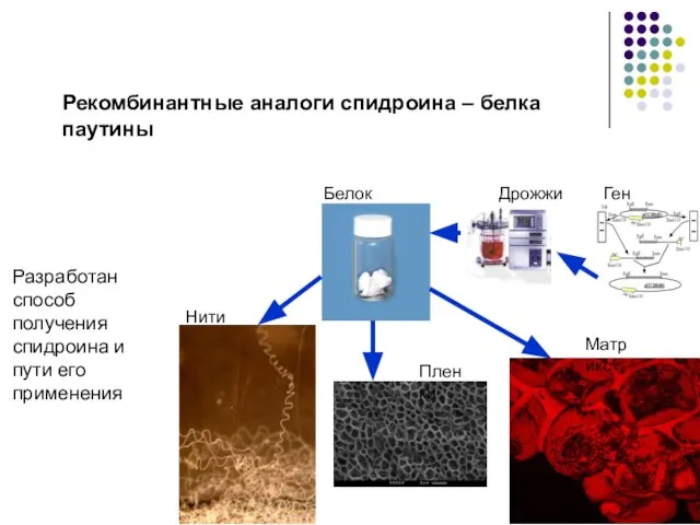 Рекомбинантные аналоги спидроина – белка паутины Разработан способ получения спидроина и пути