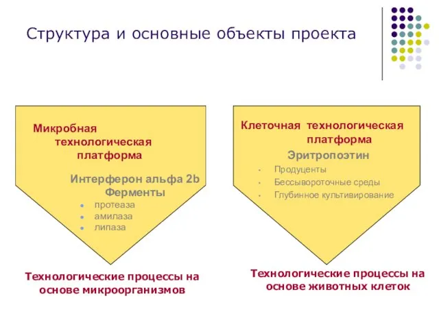 Структура и основные объекты проекта Микробная технологическая платформа Интерферон альфа 2b Ферменты