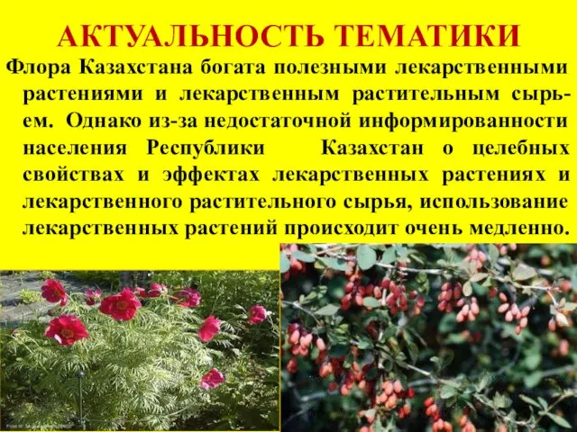 АКТУАЛЬНОСТЬ ТЕМАТИКИ Флора Казахстана богата полезными лекарственными растениями и лекарственным растительным сырь-ем.