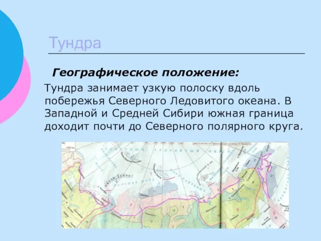Тундра Географическое положение: Тундра занимает узкую полоску вдоль побережья Северного Ледовитого океана.