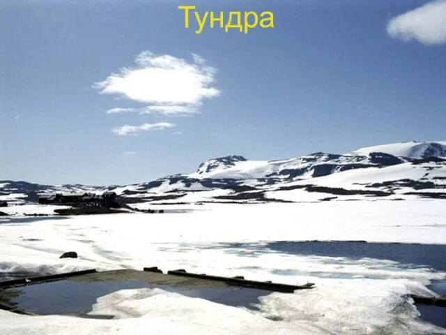 Тундра