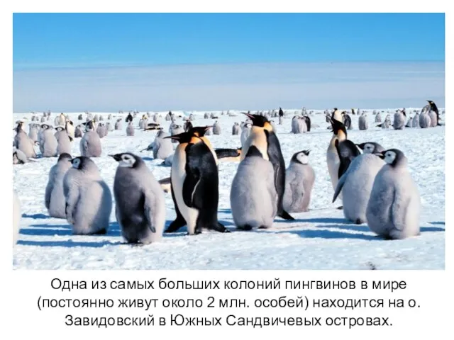 Одна из самых больших колоний пингвинов в мире(постоянно живут около 2 млн.