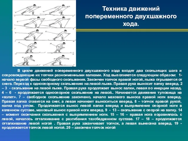 Техника движений попеременного двухшажного хода. В цикле движений попеременного двухшажного хода входят