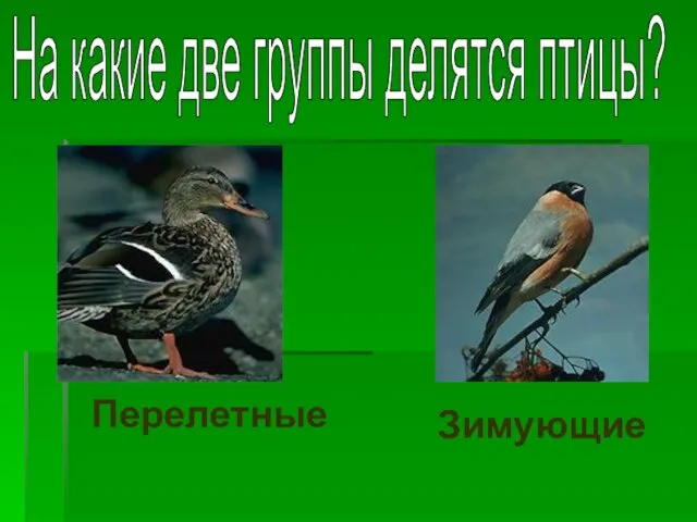 На какие две группы делятся птицы? Перелетные Зимующие
