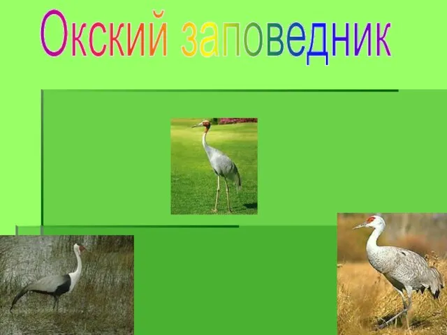 Окский заповедник