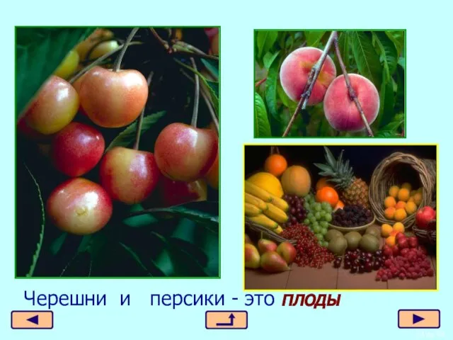 Черешни и персики - это плоды