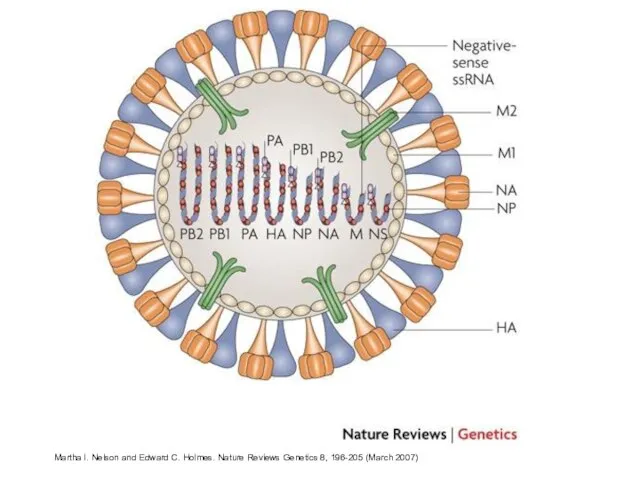 Martha I. Nelson and Edward C. Holmes. Nature Reviews Genetics 8, 196-205 (March 2007)