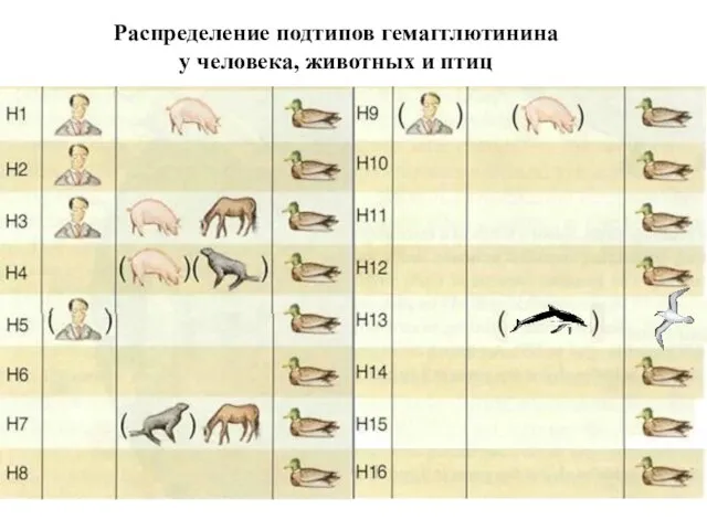 Распределение подтипов гемагглютинина у человека, животных и птиц