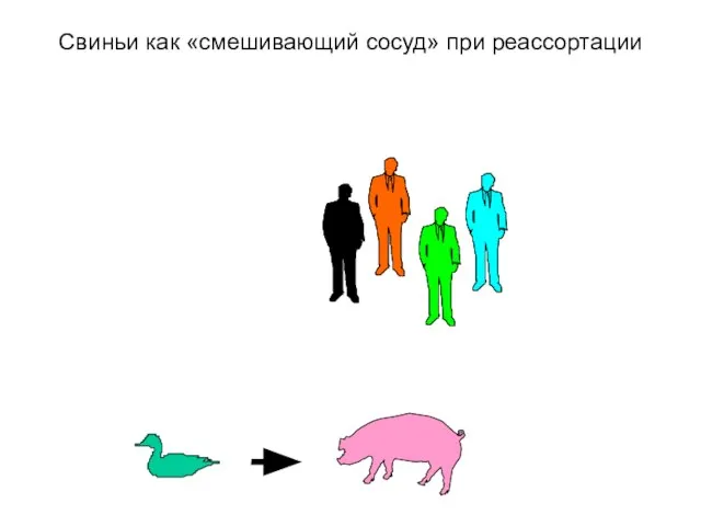 Свиньи как «смешивающий сосуд» при реассортации