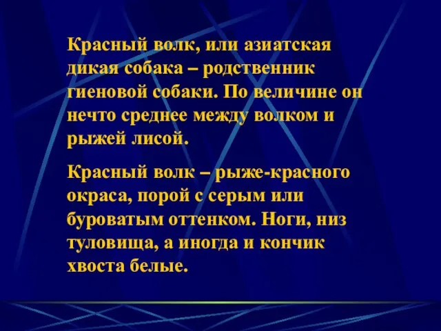 Красный волк, или азиатская дикая собака – родственник гиеновой собаки. По величине