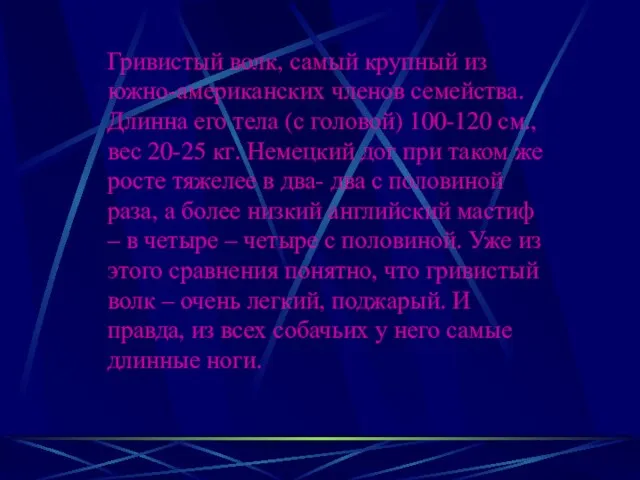 Гривистый волк, самый крупный из южно-американских членов семейства. Длинна его тела (с