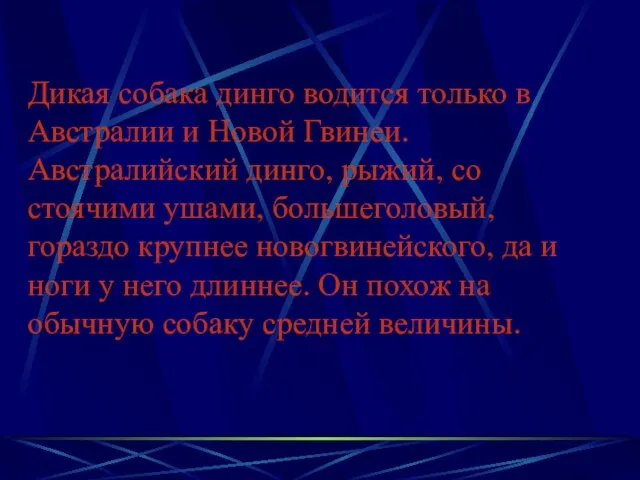 Дикая собака динго водится только в Австралии и Новой Гвинеи. Австралийский динго,