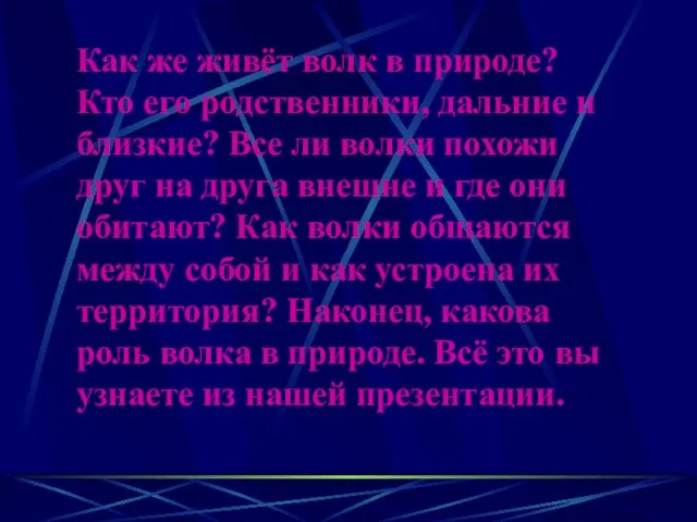 Как же живёт волк в природе? Кто его родственники, дальние и близкие?