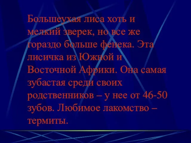 Большеухая лиса хоть и мелкий зверек, но все же гораздо больше фенека.