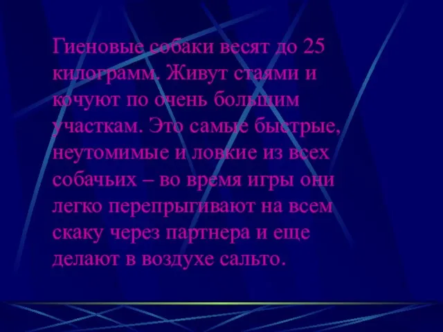 Гиеновые собаки весят до 25 килограмм. Живут стаями и кочуют по очень