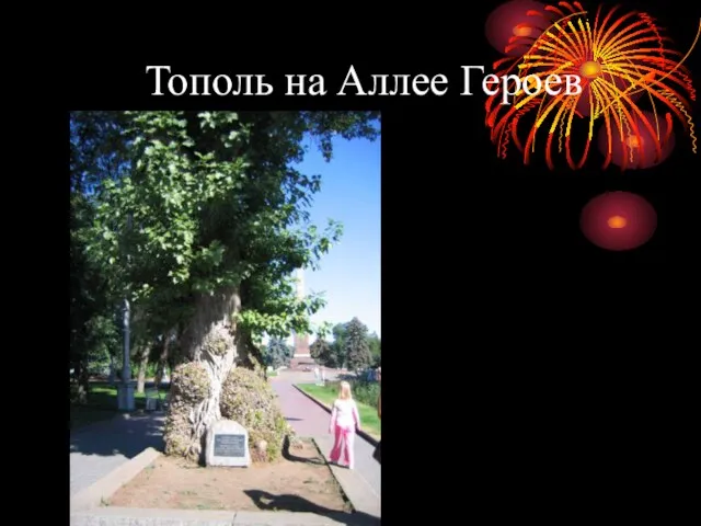 Тополь на Аллее Героев