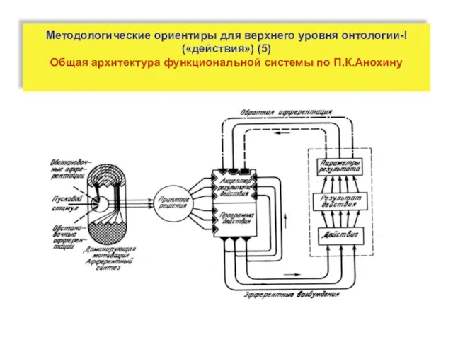 Методологические ориентиры для верхнего уровня онтологии-I («действия») (5) Общая архитектура функциональной системы по П.К.Анохину