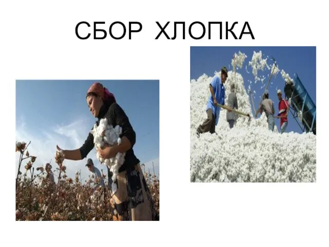 СБОР ХЛОПКА