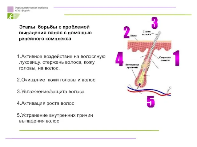 Этапы борьбы с проблемой выпадения волос с помощью репейного комплекса Активное воздействие