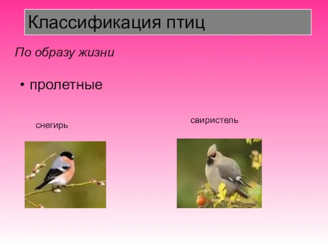 пролетные снегирь свиристель Классификация птиц По образу жизни