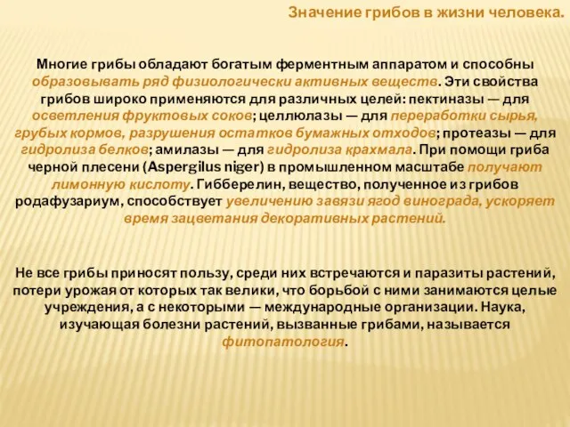 Значение грибов в жизни человека. Многие грибы обладают богатым ферментным аппаратом и