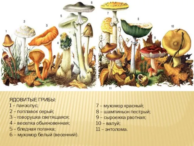 ЯДОВИТЫЕ ГРИБЫ: 1 – панэолус; 2 – поплавок серый; 3 – говорушка